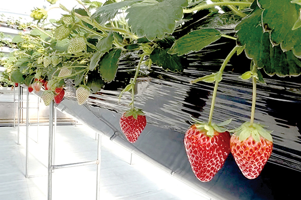阳泉：立体种草莓 乡村添活力